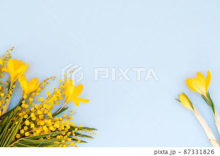 Mimosa flowers on blue background Mimosa flowers on blue background 87331826