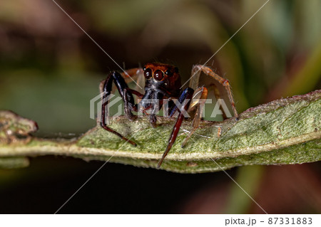 Adult Male Jumping spider 87331883