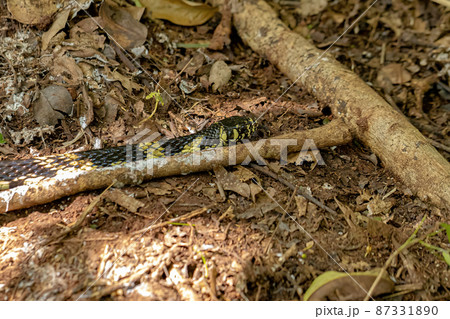 Black and yellow Chicken Snake Black and yellow Chicken Snake 87331890