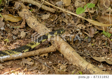 Black and yellow Chicken Snake 87331892