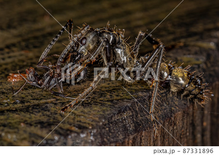 Adult Female Ponerine Ant Adult Female Ponerine Ant 87331896