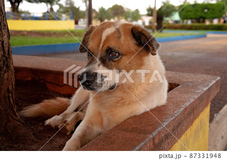 large white and brown dog large white and brown dog 87331948