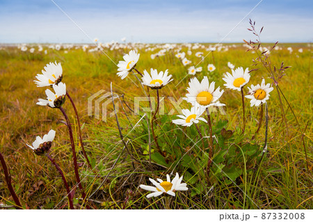 Wild flowers of Mayweed (Tripleurospermum) in the tundra 87332008