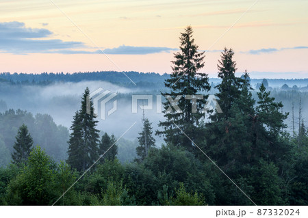 Picturesque summer forest landscape 87332024