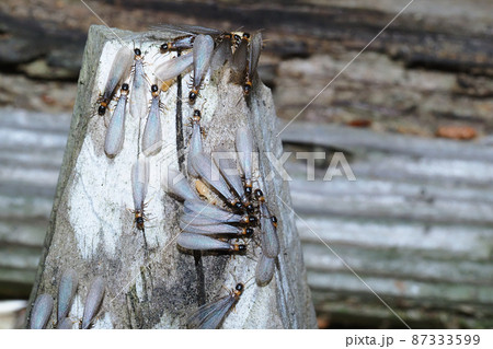 ヤマトシロアリ（羽アリ） 87333599