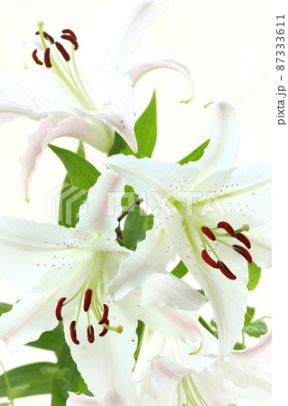 大輪のユリ　ほんのりピンク色の花　明るい背景 87333611