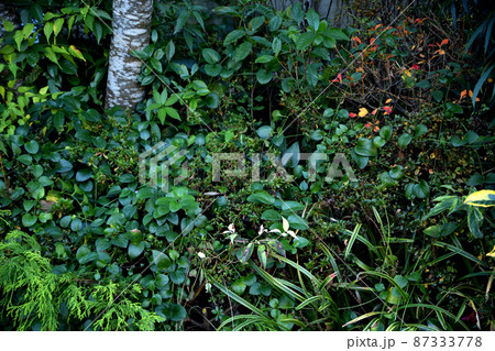 ガーデニング ガーデニング 87333778