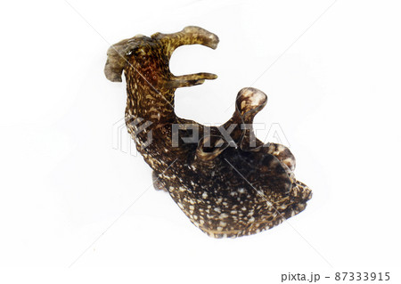 アメフラシ アメフラシ 87333915