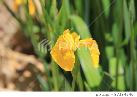 初夏に咲く「キショウブ」 87334546