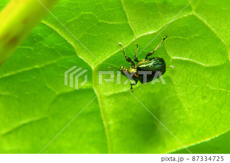 カシルリオトシブミ 87334725