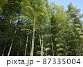 晴天の日の竹林 87335004
