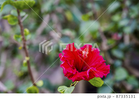 函館市熱帯植物園のハイビスカス　北海道函館市 87335131