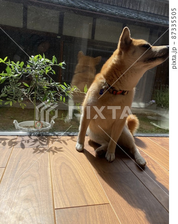 柴犬とか日本家屋 87335505
