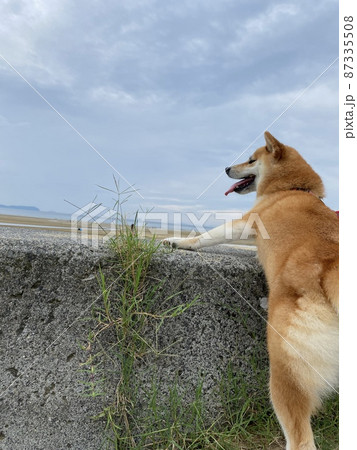 柴犬と海 87335508