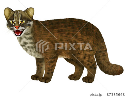 Iriomote Cat Stock Illustration