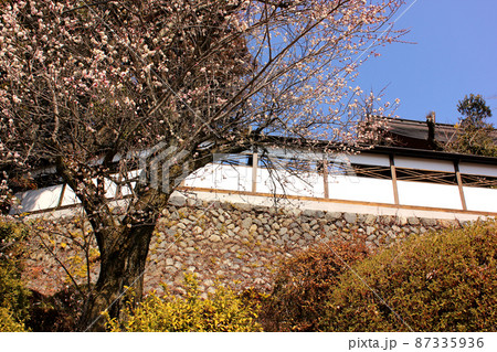 青梅市二俣尾にある海禅寺の白梅(2) 青梅市二俣尾にある海禅寺の白梅(2) 87335936