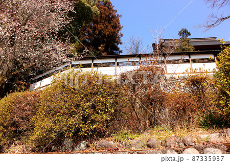 青梅市二俣尾にある海禅寺の白梅(3) 青梅市二俣尾にある海禅寺の白梅(3) 87335937