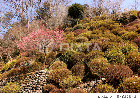 青梅市二俣尾にある海禅寺の紅梅（1） 87335943