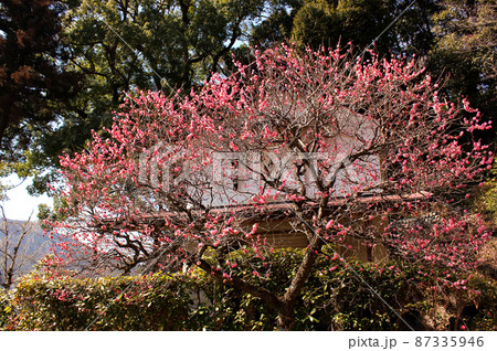 青梅市二俣尾にある海禅寺の紅梅（2） 87335946