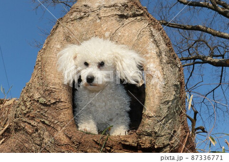 この木には前後に穴が開いていて散歩の途中で愛犬トイプードルのベイリー君は中に入って嬉しそうです 87336771