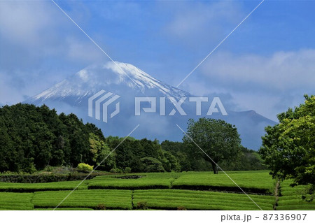 富士山と茶畑 富士山と茶畑 87336907