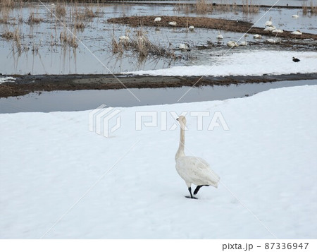 新潟県　福島潟　白鳥 87336947