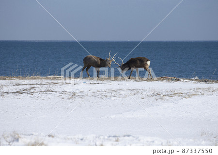 エゾシカ エゾシカ 87337550