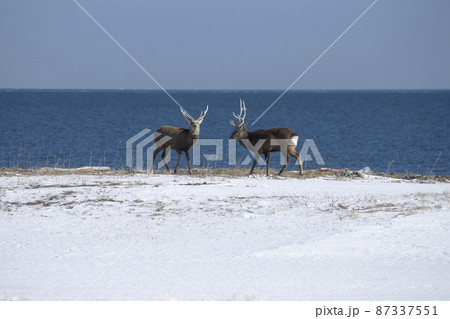 エゾシカ エゾシカ 87337551