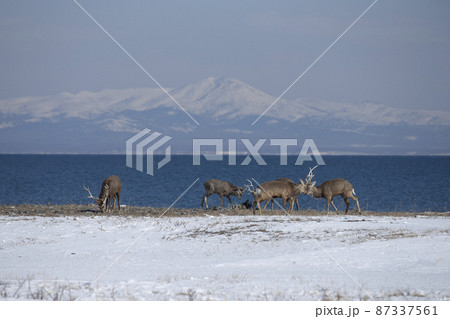 エゾシカ 87337561