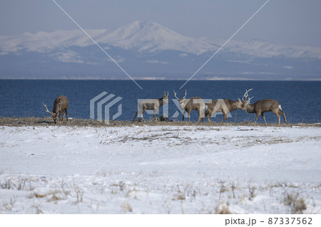 エゾシカ エゾシカ 87337562