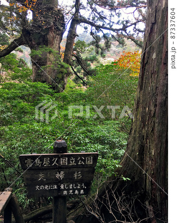 屋久島　縄文杉トレッキングコースで見ることが出来る夫婦杉 87337604