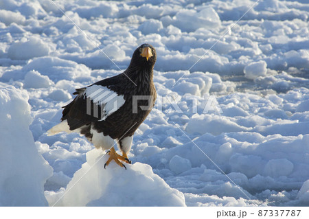 大鷲 大鷲 87337787