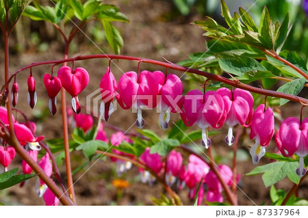 The flower of the Dicenter is magnificent or the flower of the Broken Heart (Lat. Lamprocapnos spectabilis, formerly Dicentra spectabilis) 87337964