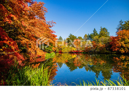 日本有数のリゾート地　軽井沢の秋　紅葉の雲場池 87338101