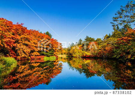 日本有数のリゾート地　軽井沢の秋　紅葉の雲場池 87338102