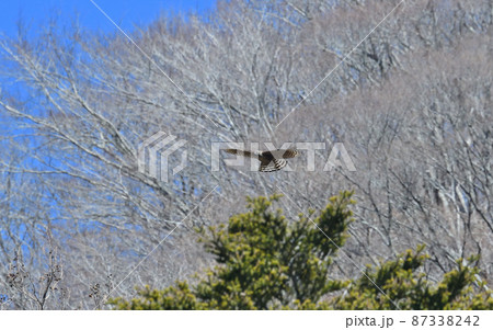 クマタカの飛翔 87338242