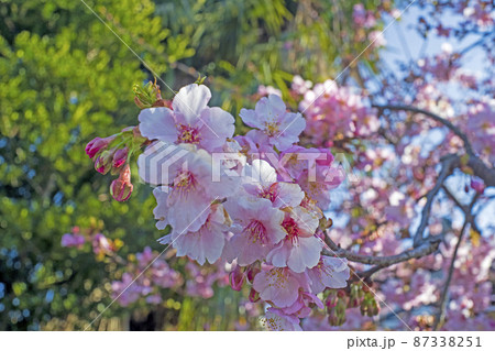 春の明るい陽光を浴びて咲く河津桜の花とパステルカラーの背景 87338251