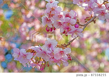 春の明るい陽光を浴びて咲く河津桜の花とパステルカラーの背景 87338255