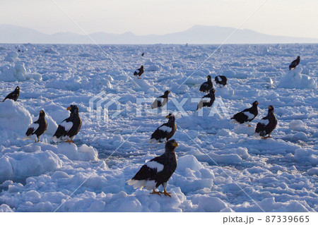 丹頂鶴 丹頂鶴 87339665