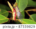 Blue-banded Scratcher Cicada, Popplepsalta aeroides 87339829