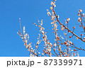 座論梅　梅の花 87339971
