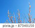 座論梅　梅の花 87340150