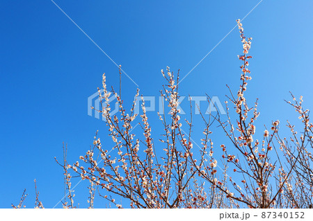 座論梅　梅の花 87340152
