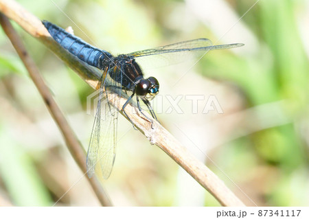 ハラビロトンボ（オス） 87341117