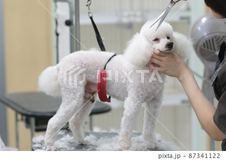 トリマーの娘に可愛いくトリミングして貰ってる愛犬トイプードルのレオン君14歳です♡ 87341122