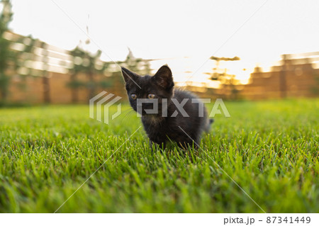 Black curiously kitten outdoors in the grass - pet and domestic cat concept 87341449
