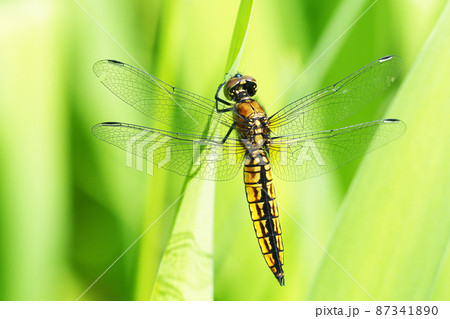 ハラビロトンボ（未成熟・オス） 87341890