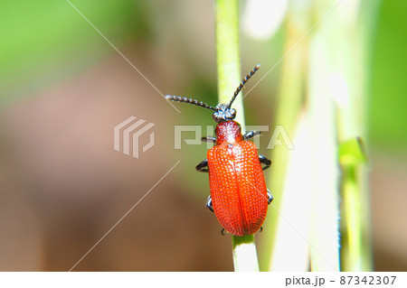 キイロクビナガハムシ キイロクビナガハムシ 87342307