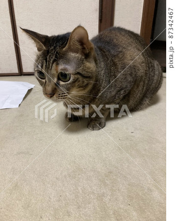 獲物を狙ってるキジトラの猫ちゃんです。 獲物を狙ってるキジトラの猫ちゃんです。 87342467