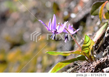 陽当たりの良い林に咲くカタクリのピンクの花 陽当たりの良い林に咲くカタクリのピンクの花 87342679